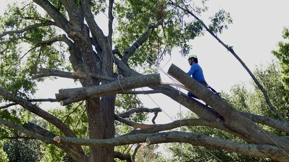 Professional Crown Thinning performed by certified arborists in Bennett