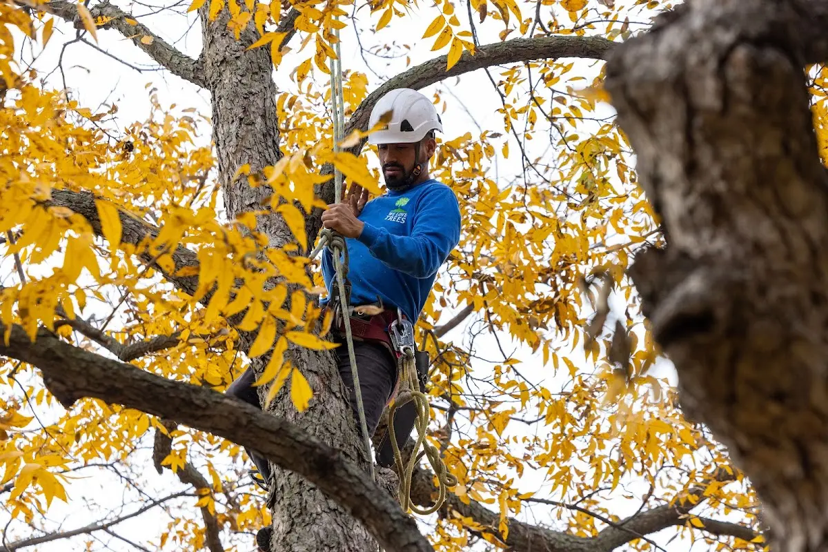 Skilled Tree Trimming crew working in Bennett